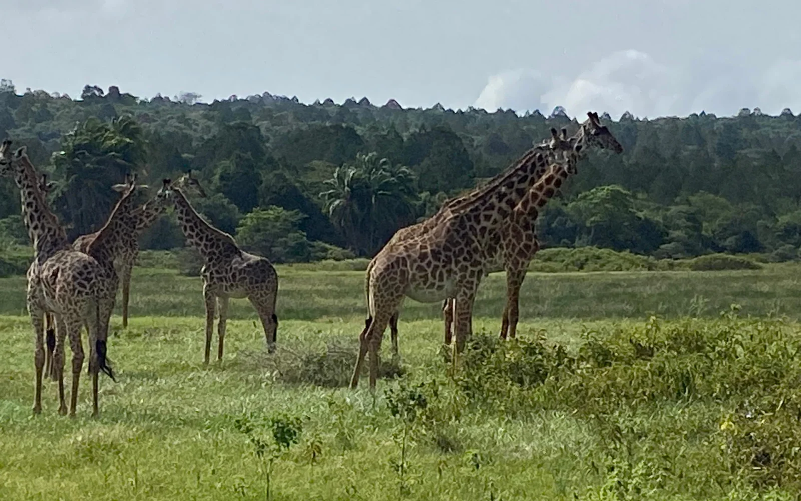 Im Anschluss an die Besteigung gibt es eine Safari im Arusha Nationalpark