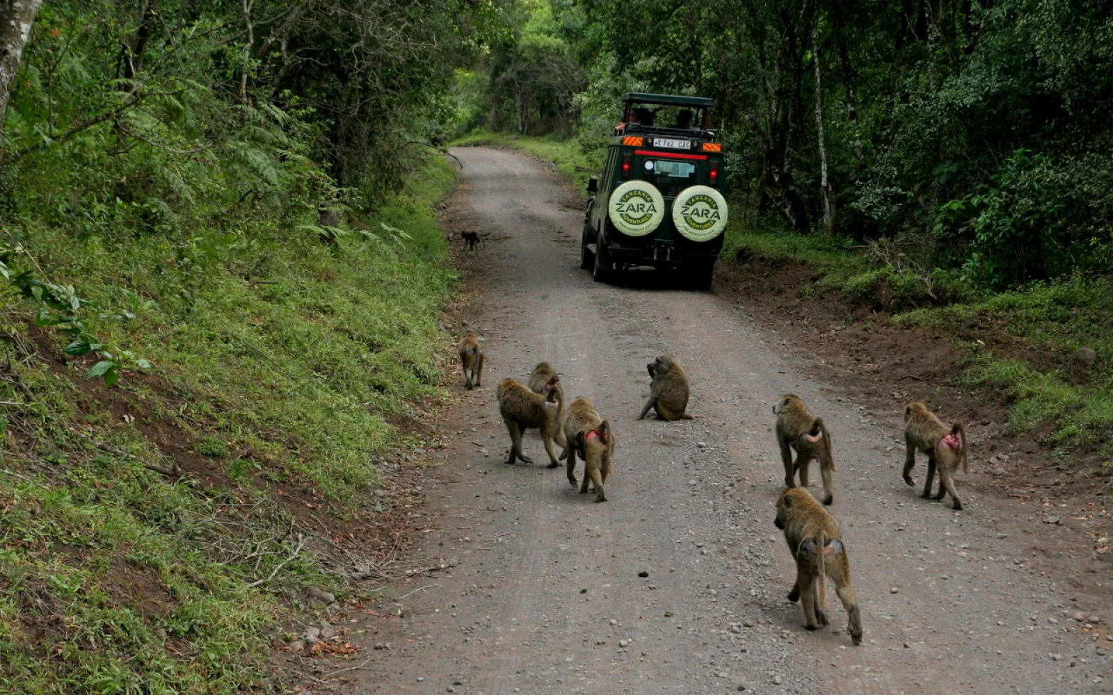 Die Anfahrt führt durch den tierreichen Arusha-Nationalpark 