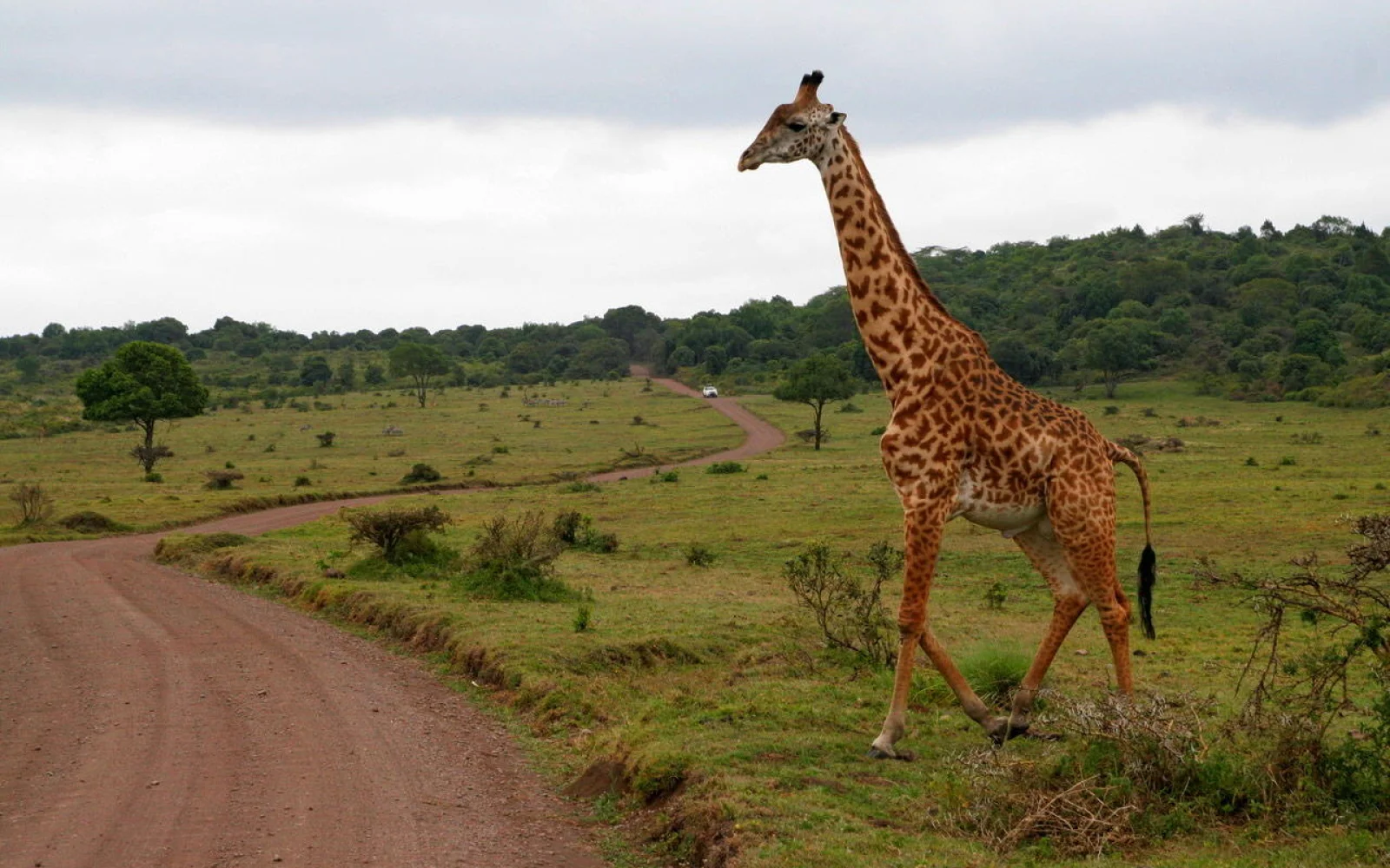Bei der Safari lassen sich sehr gut Zebras oder Giraffen beobachten 