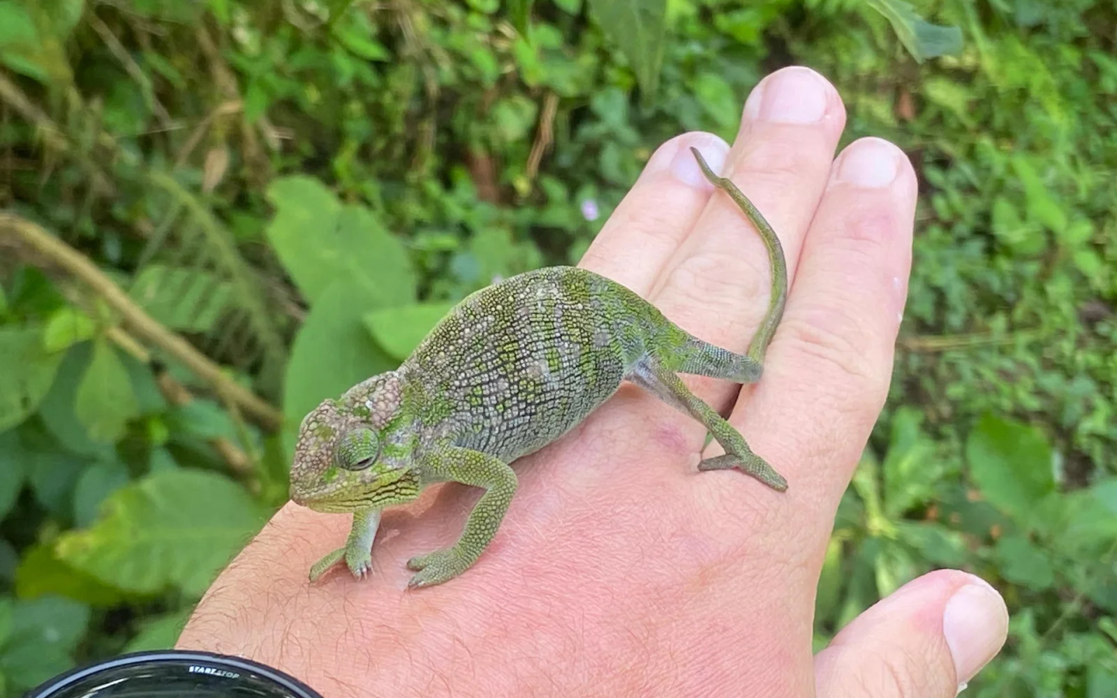 Auch kleine Tierchen wohnen im Arusha Nationalpark
