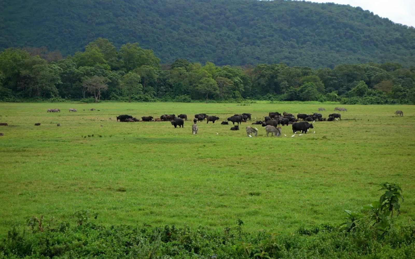 Büffel und Warzenschweine halten sich im Arusha-Nationalpark auf