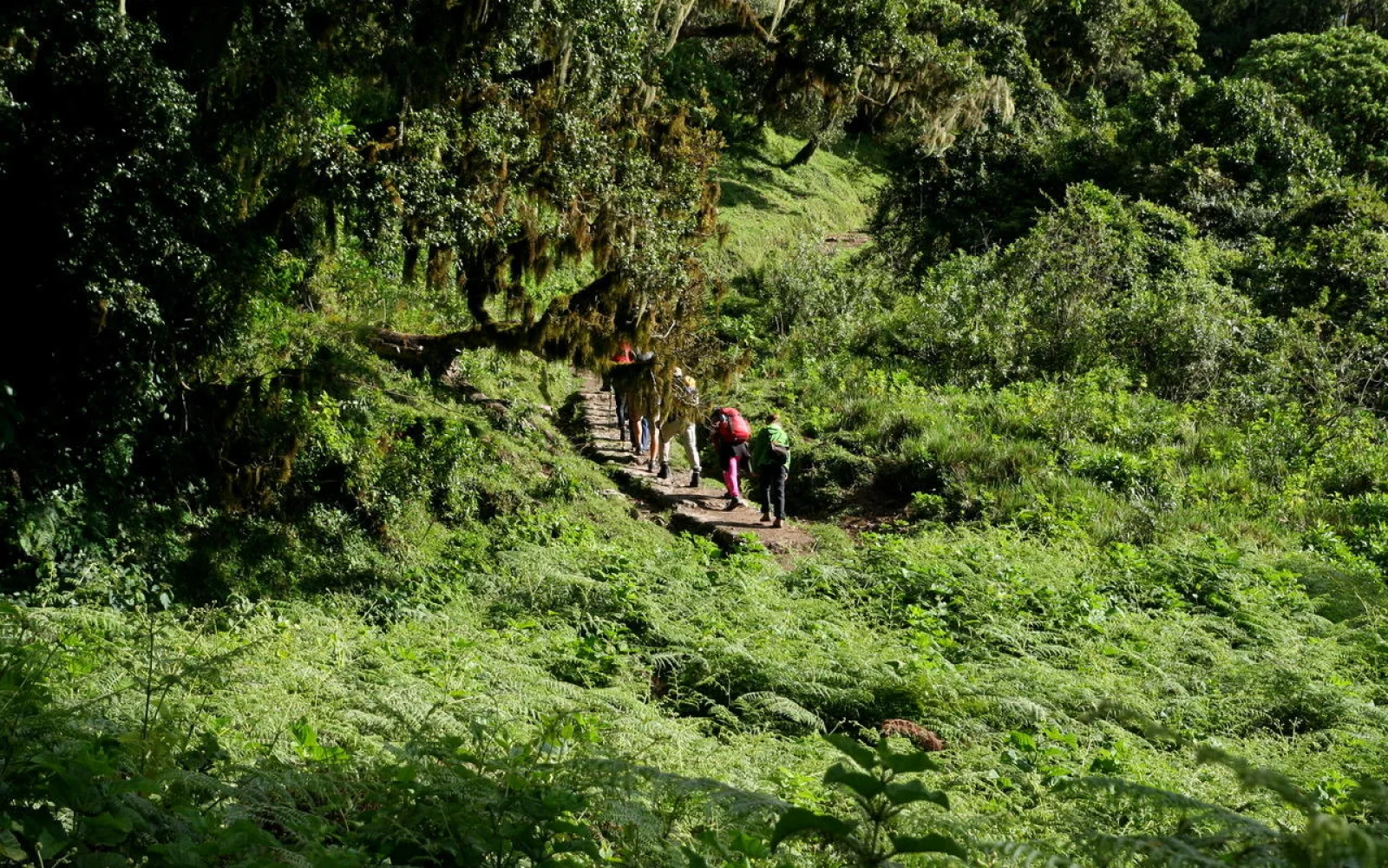 Zu Beginn wandern Sie durch märchenhaften Bergregenwald