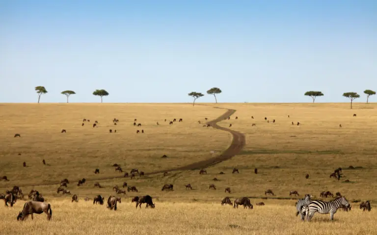Die Weiten der Serengeti erkunden Sie ausgiebig