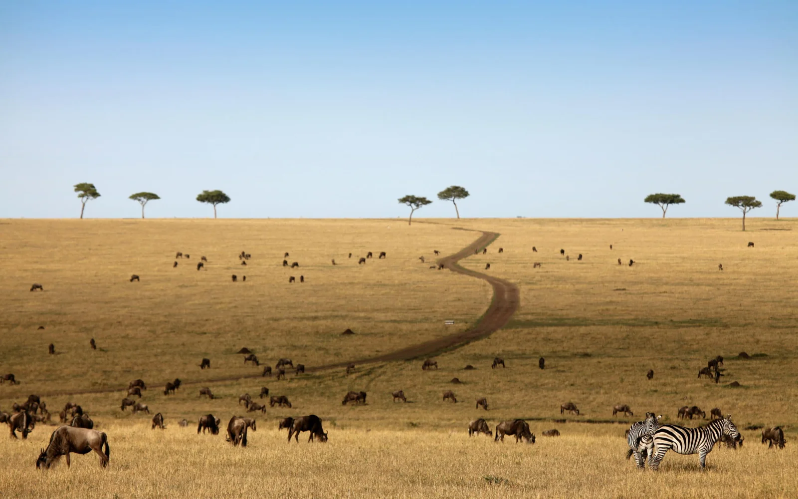 Die Weiten der Serengeti erkunden Sie ausgiebig