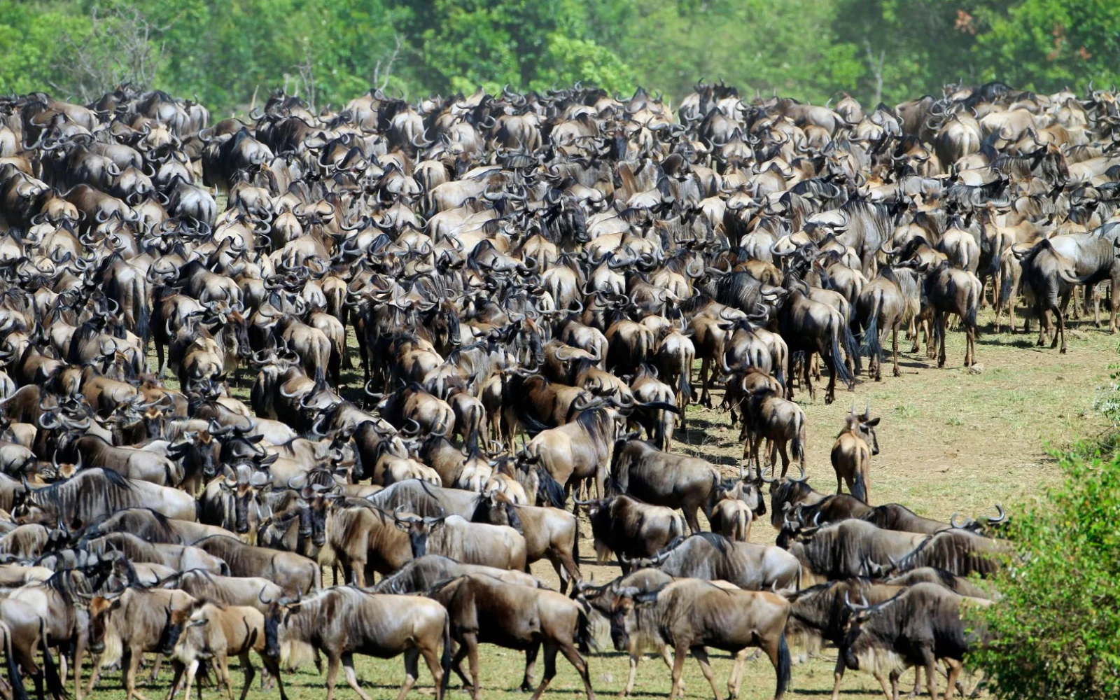 Die große Gnu-Wanderung können Sie höchstwahrscheinlich zwei Mal bestaunen