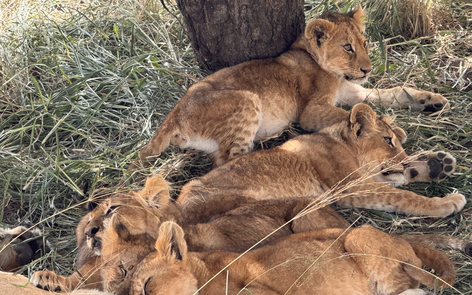 Nachwuchs in der Serengeti