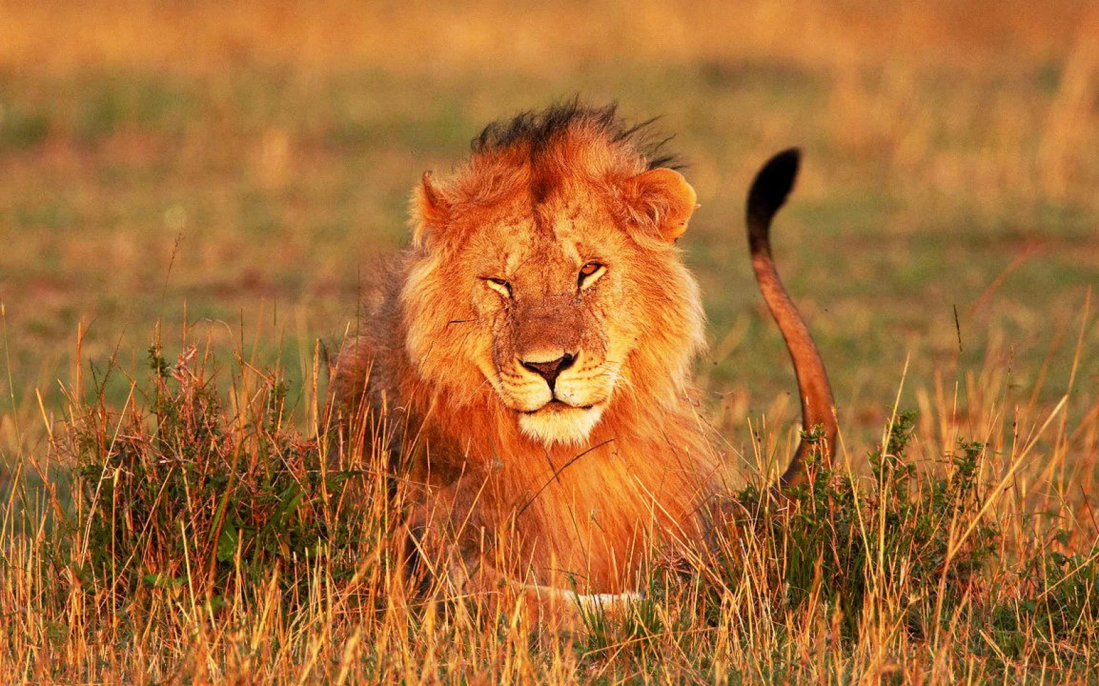 Auf den Safaris gibt es zahlreiche "Big 5"-Beobachtungen
