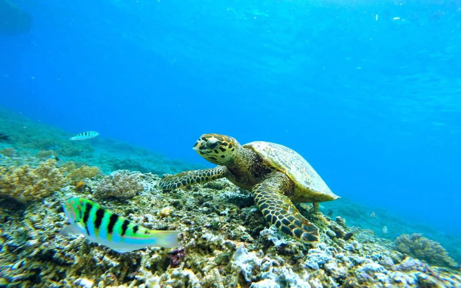Meeresbewohner beim Schnorcheln im Mnemba-Atoll auf Sansibar