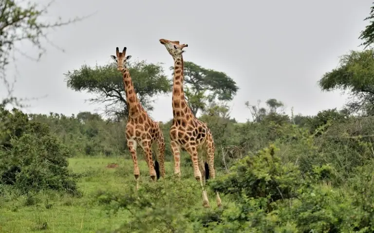 Pirschfahrten im Nationalpark Murchison Falls