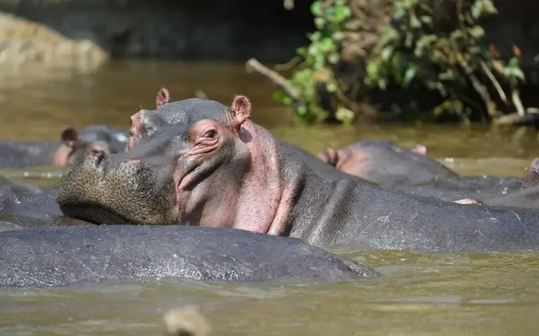 Safari Tag im Lake Mburo Nationalpark