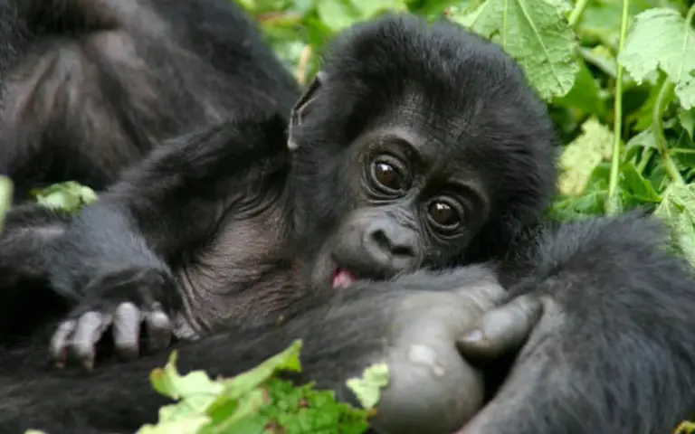 Jüngstes Mitglied einer Gorillafamilie