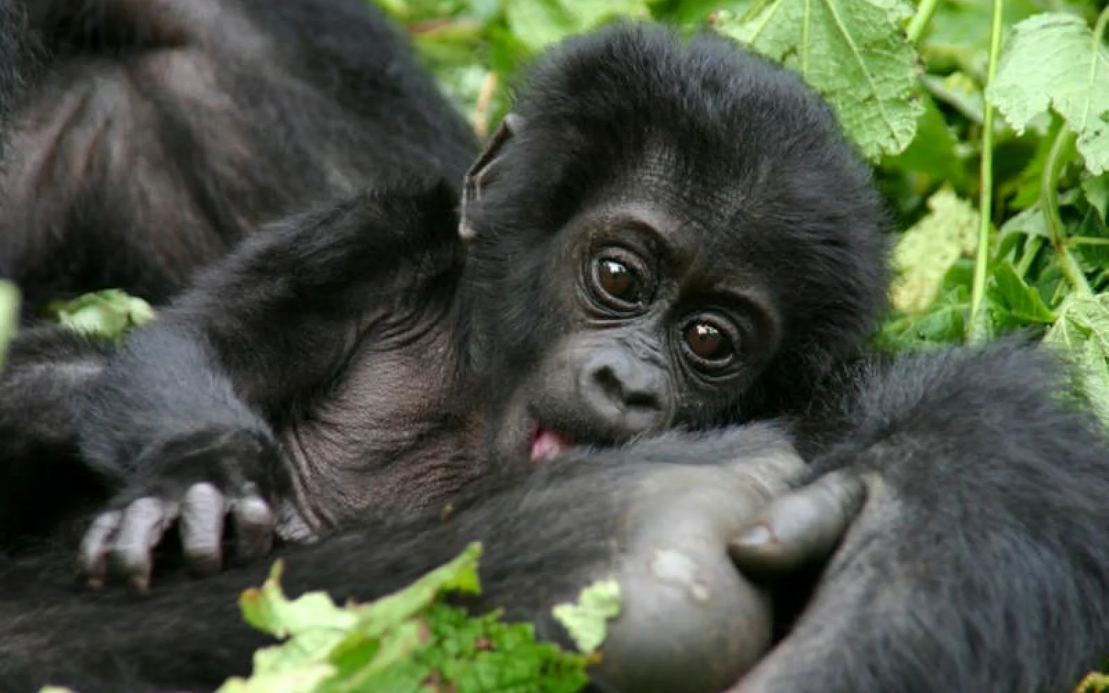 Jüngstes Mitglied einer Gorillafamilie
