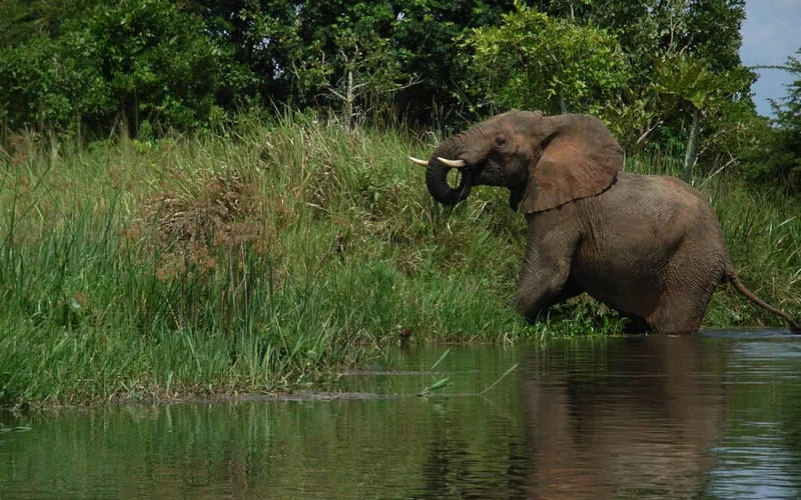 Während der Bootssafari auf dem Kazinga Kanal (Queen Elizabeth NP).