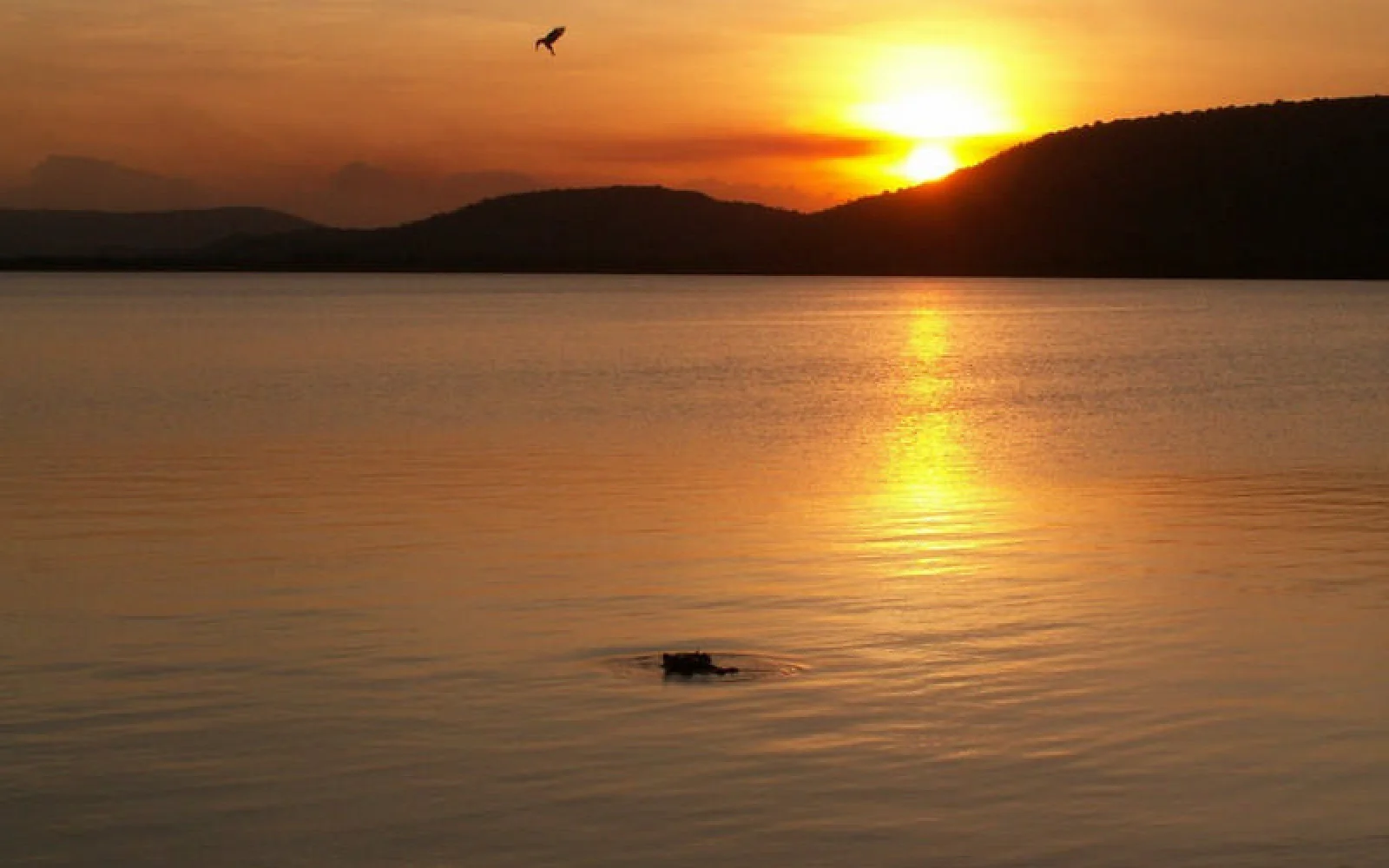 Abendstimmung am Albertsee mit Flusspferd.